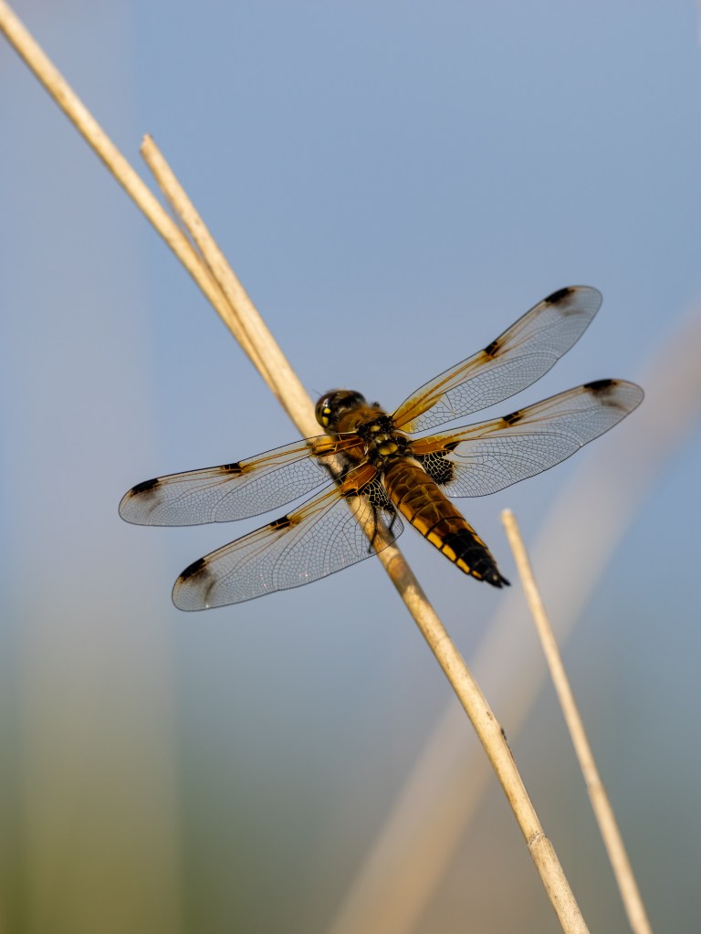 Olympus 300mm F4 Pro field test, macro