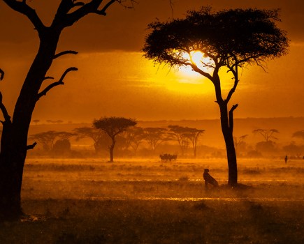 sunset orange landscape with cheetah sat under a tree silhouette