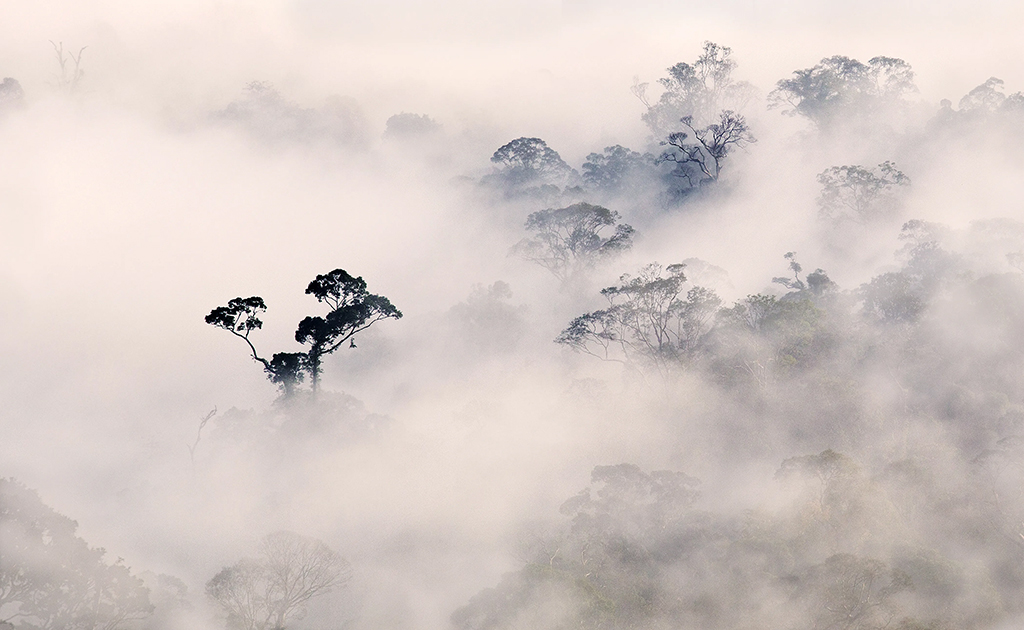 photo from above of trees amongst clouds