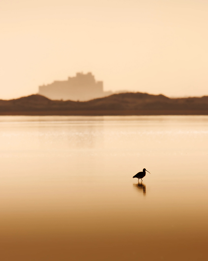 curlew in still lake with castle in the background