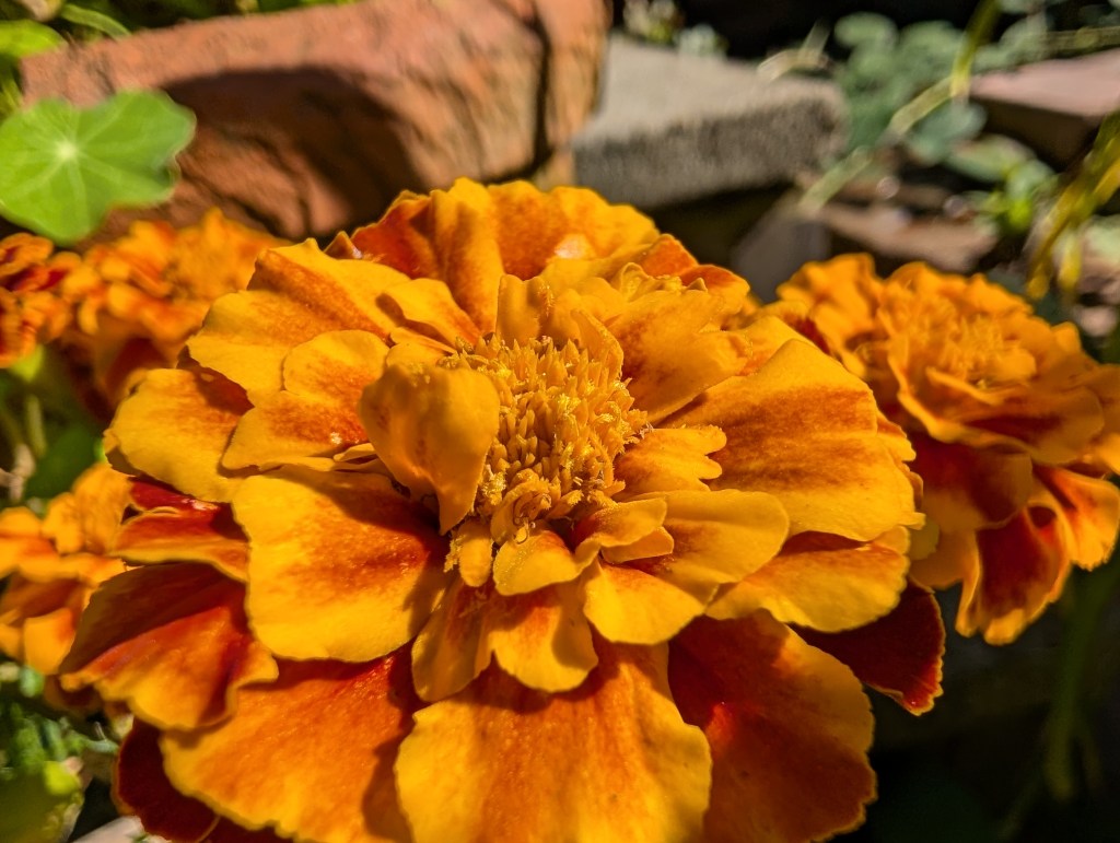 Google Pixel 10 Pro, ultra-wide macro. Photo Joshua Waller