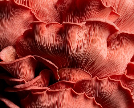 ‘Pink Oyster Mushroom - Close Up’ by Kate Ireland. 3rd, Cream of the Crop, 2025