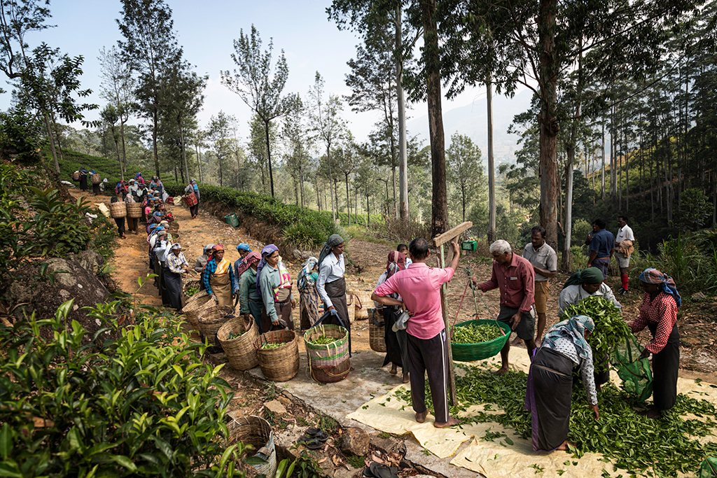 people weighing tea yield 