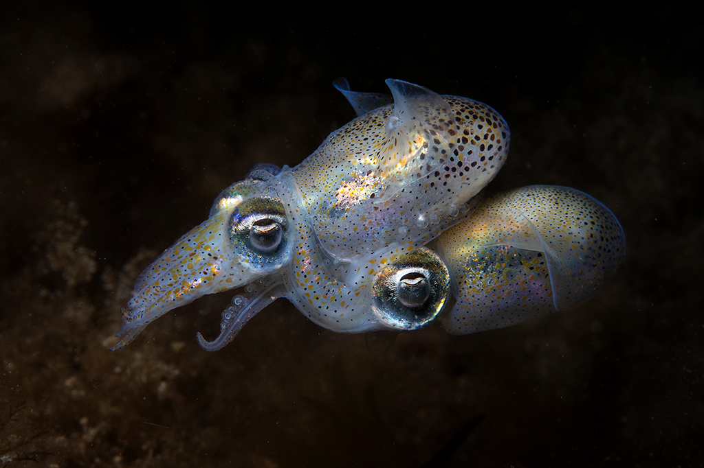 two tiny bobtail squid engage in an intimate display