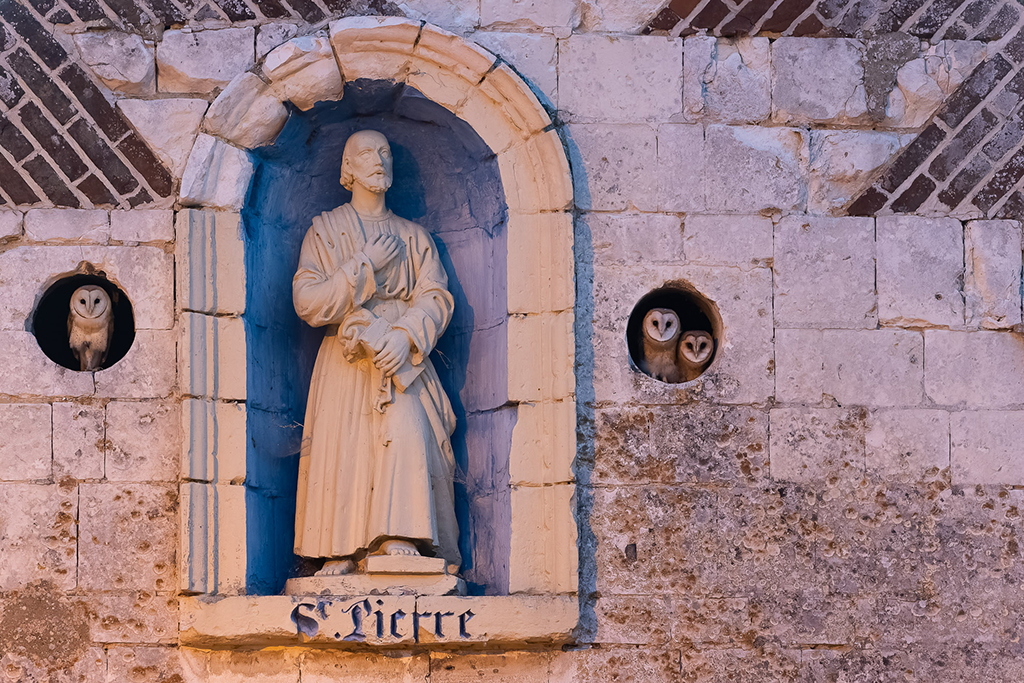 barn owls sat inside chapel wall holes