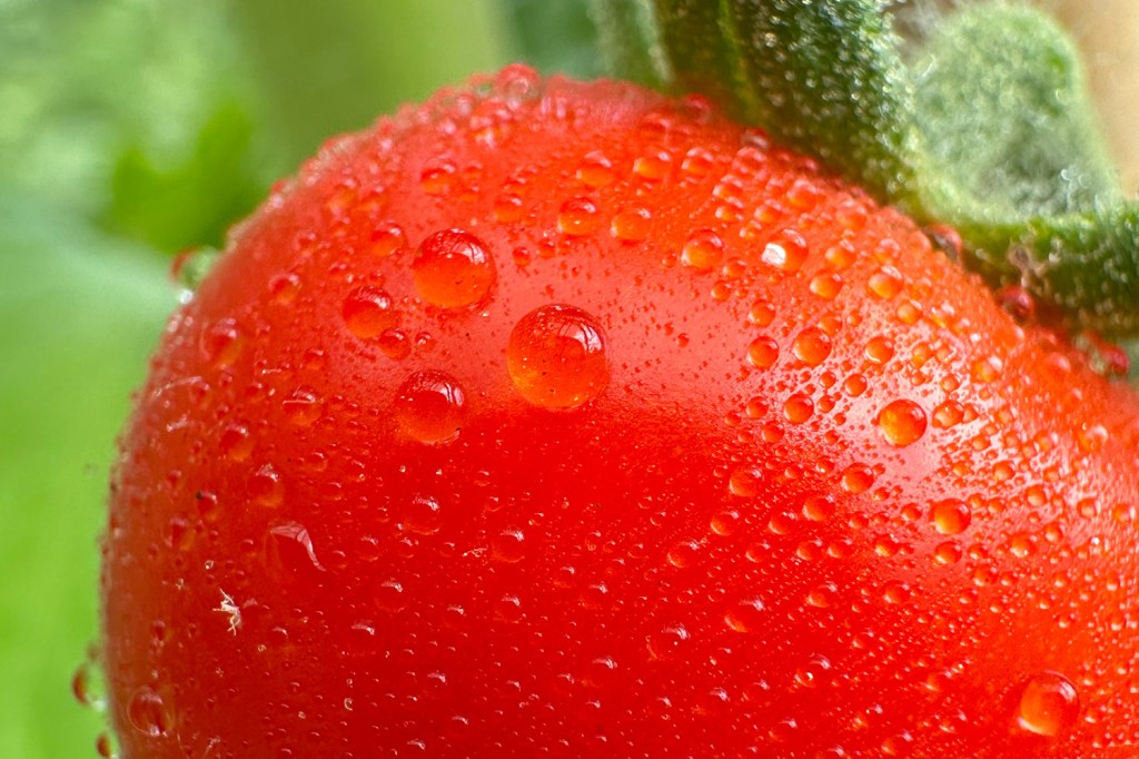 Macro photo taken with an iPhone 14 Pro (cropped). Image credit: Dan Mold