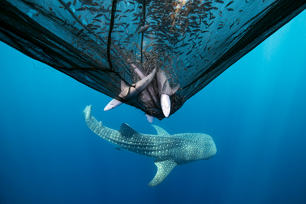 Dead sharks in an anchovy fishing net.