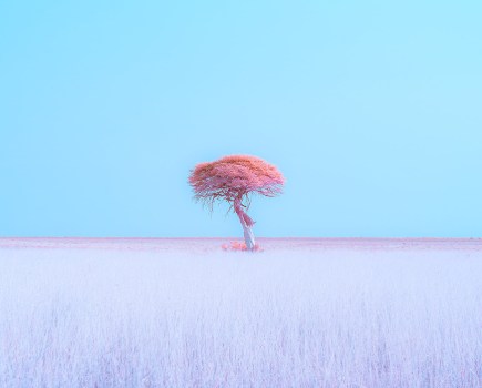 photo of a pink tree and grass against blue sky