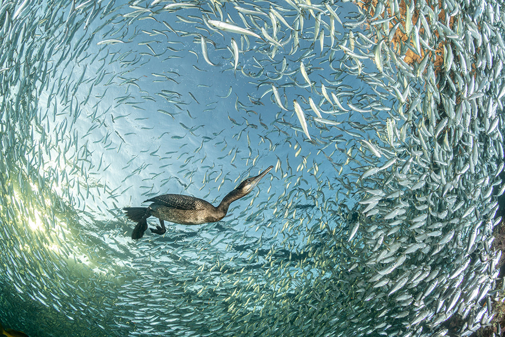 cormorant underwater surrounded by school of fish