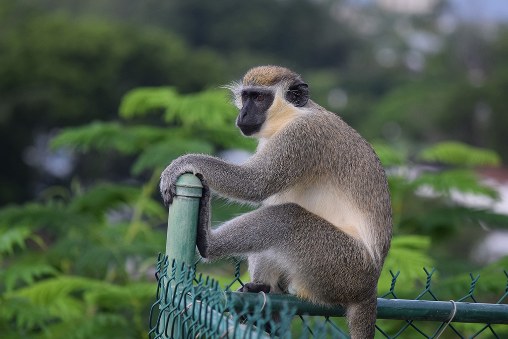 photo of a monkey on a fence