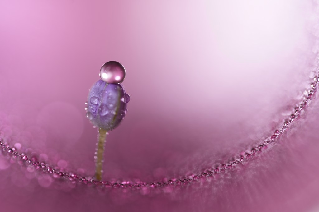 Sony FE 100mm F2.8 Macro GM OSS sample image. 