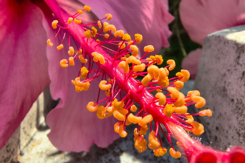 Moto G86 sample imag, macro mode