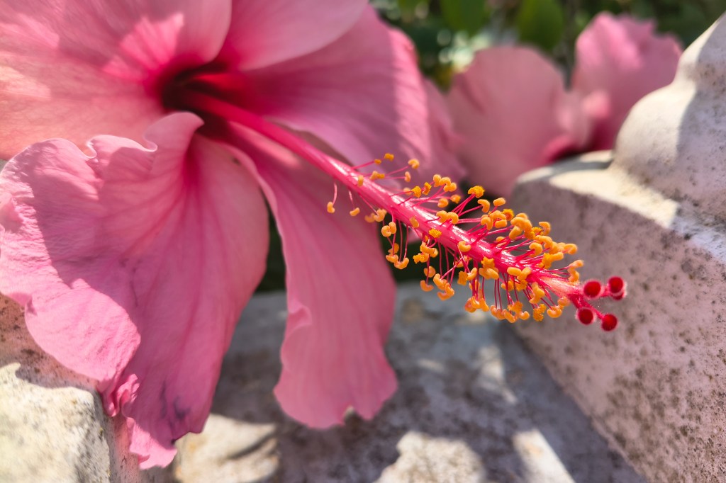 Moto G86 sample image, macro mode