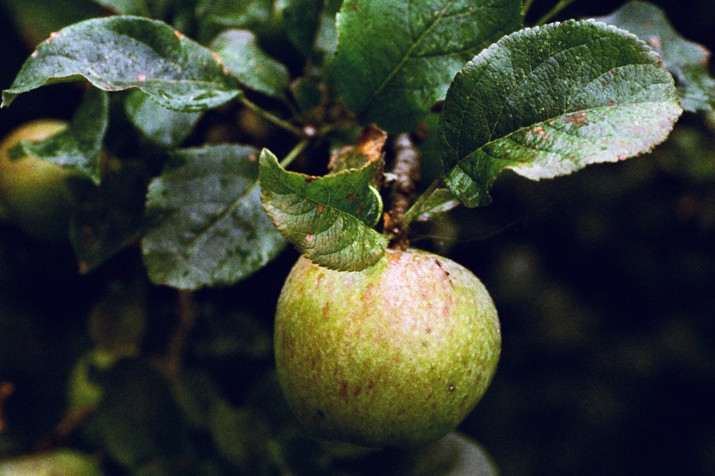 Harman Phoenix II 35mm film stock sample image