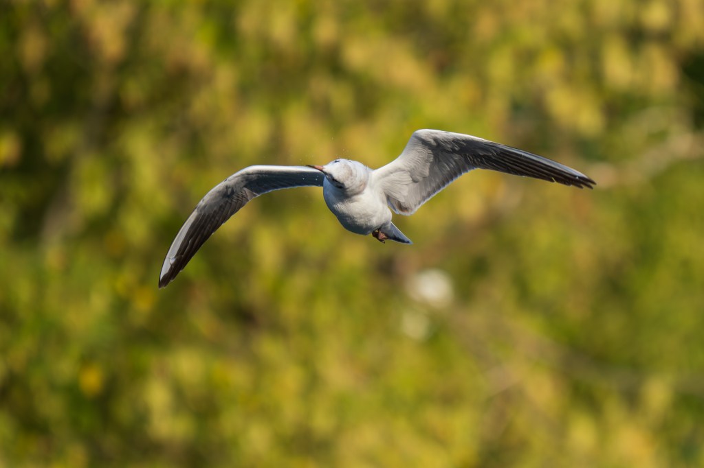 OM System 50-200mm F2.8 gull in flight sample image