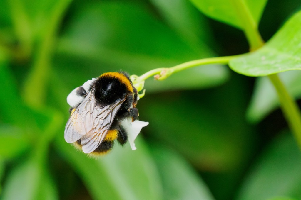 OM System 50-200mm F2.8 bee close-up sample image
