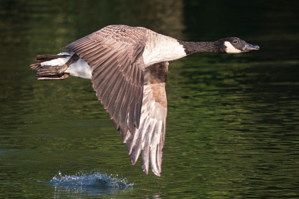 OM System 50-200mm F2.8 + MC-20 Canada Goose in flight sample image.