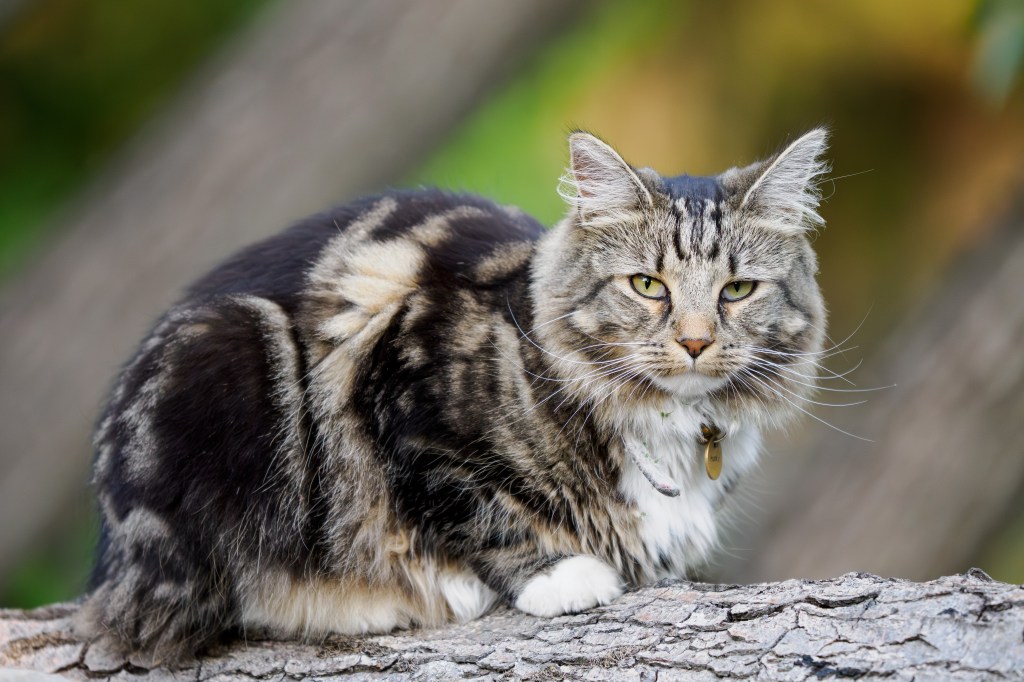 OM System 50-200mm F2.8 + MC-20 cat sample image.