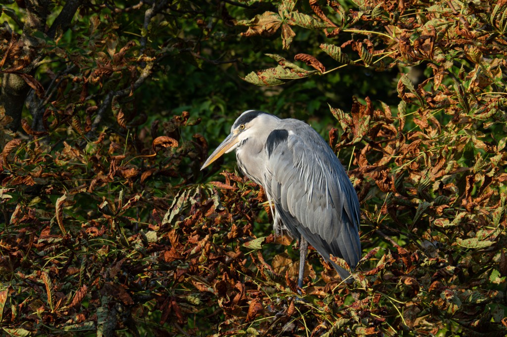 OM System 50-200mm F2.8 + MC-20 heron sample image