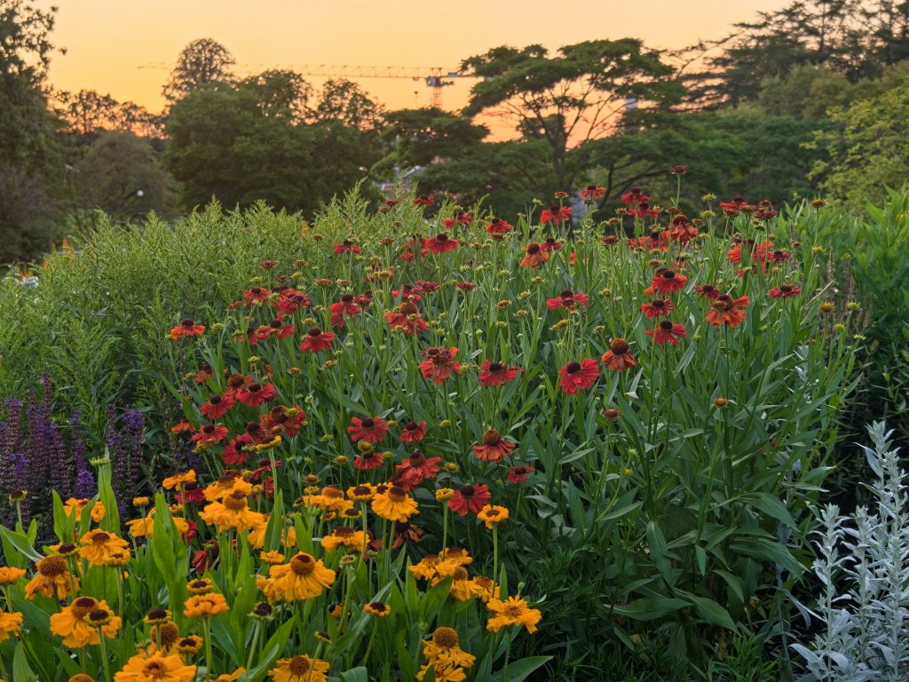 low light sunset photo taken in a garden looking at orange and yellow flowers