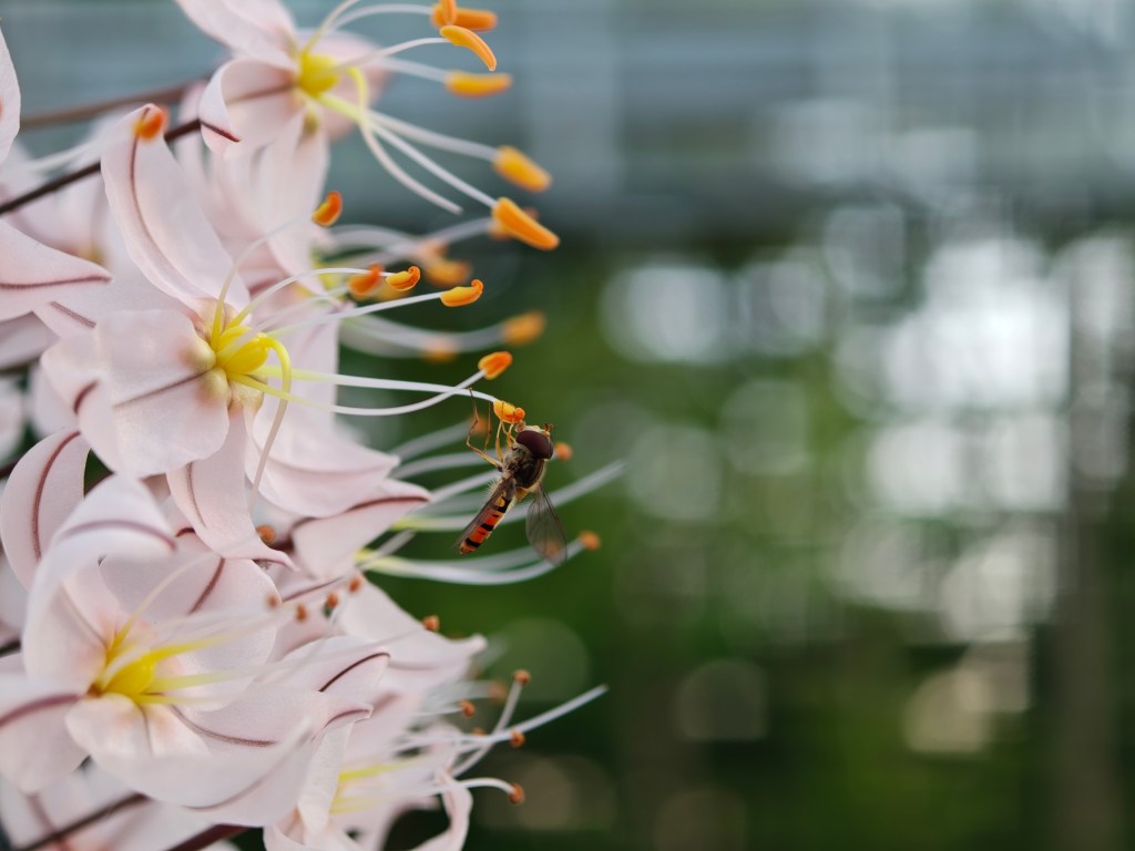 close-up photo of a small bee on pink flowers
