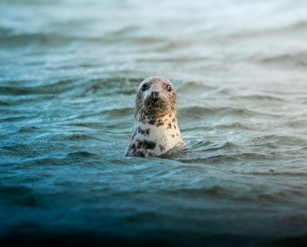 photo of a seal with head out the water