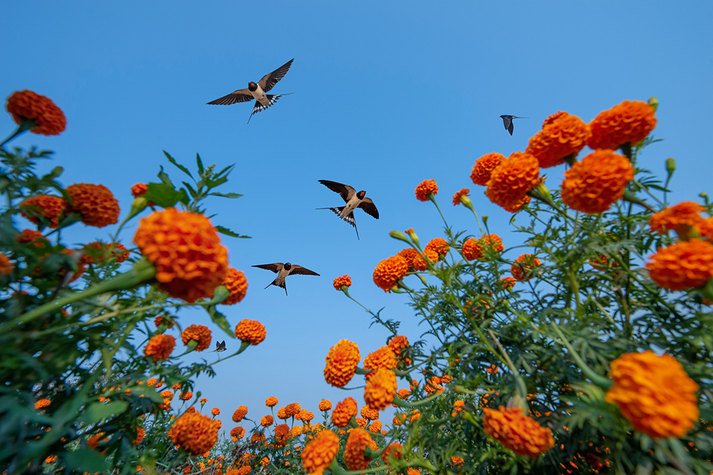 flock of swallows over marigold flower field