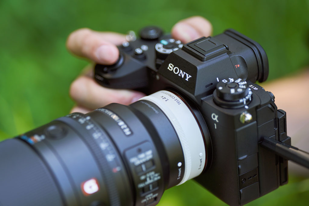 Sony FE 100mm F2.8 Macro GM OSS on A1 II with 1.4x teleconverter