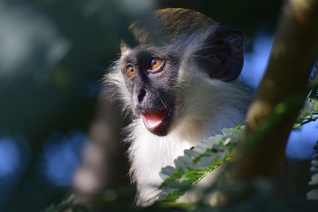 portrait of a monkey in the sun
