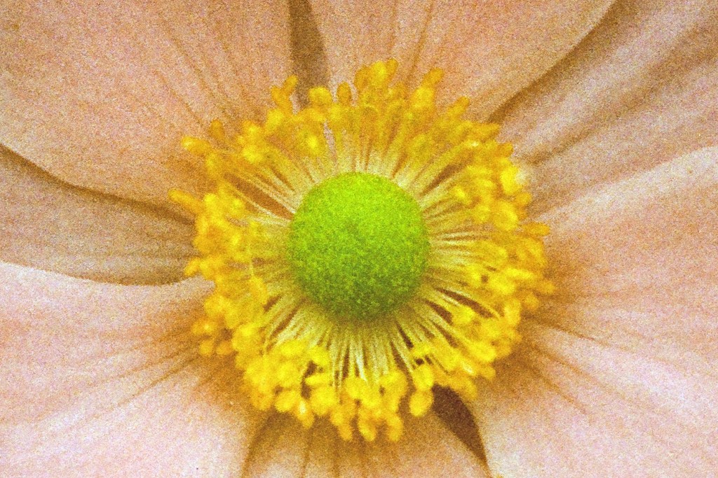 Harman Phoenix II 35mm film stock sample image, srop