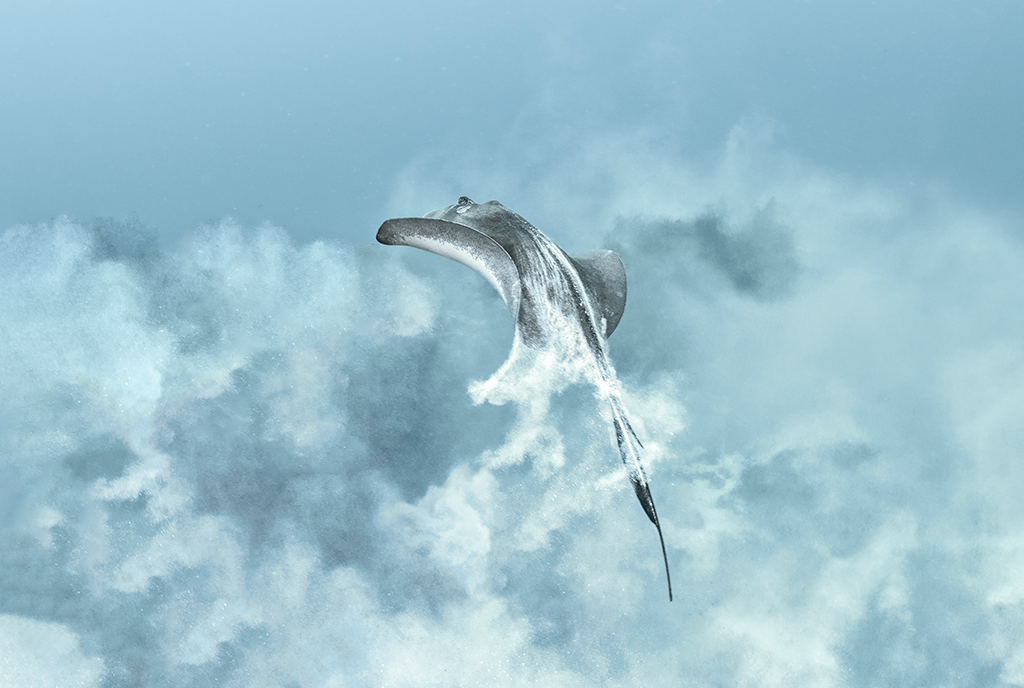stingray underwater