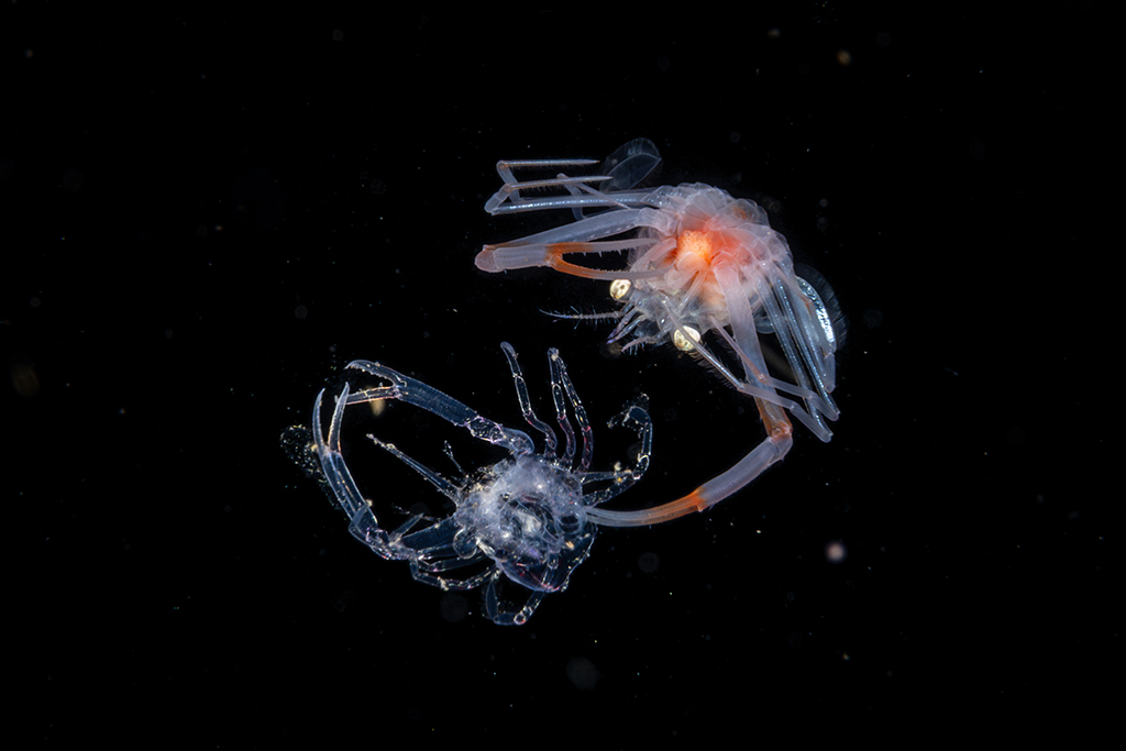 close up photo if a tiny sea creature against black background underwater