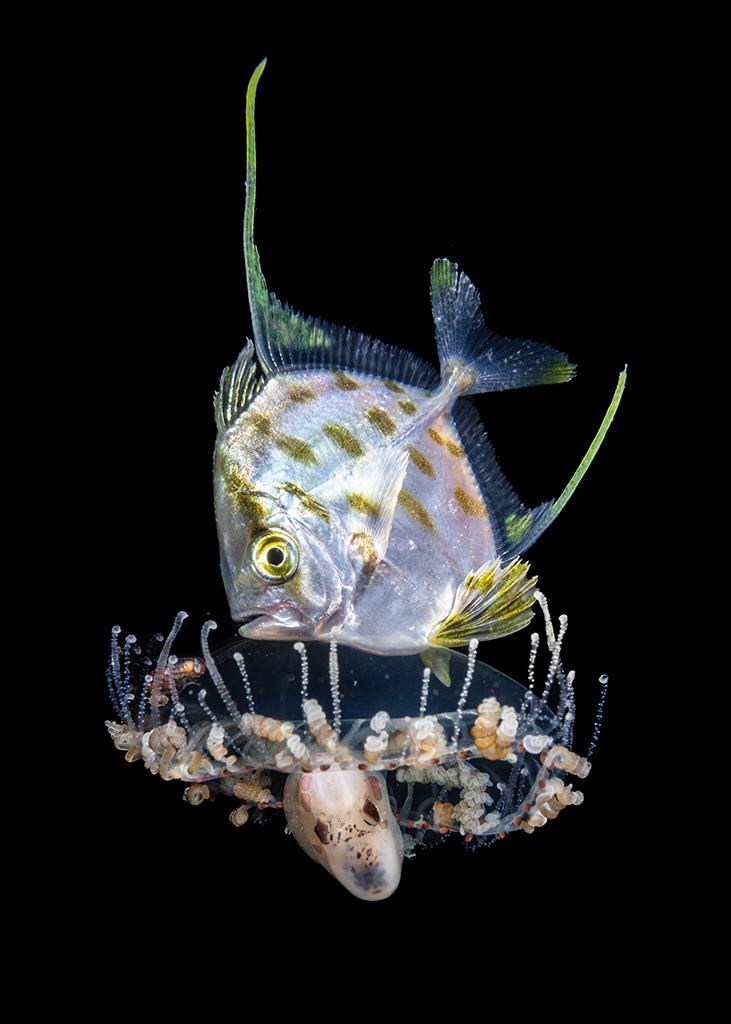 close up photo if a tiny sea creature against black background underwater