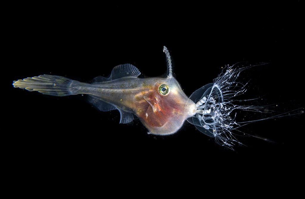 close up photo if a tiny sea creature against black background underwater