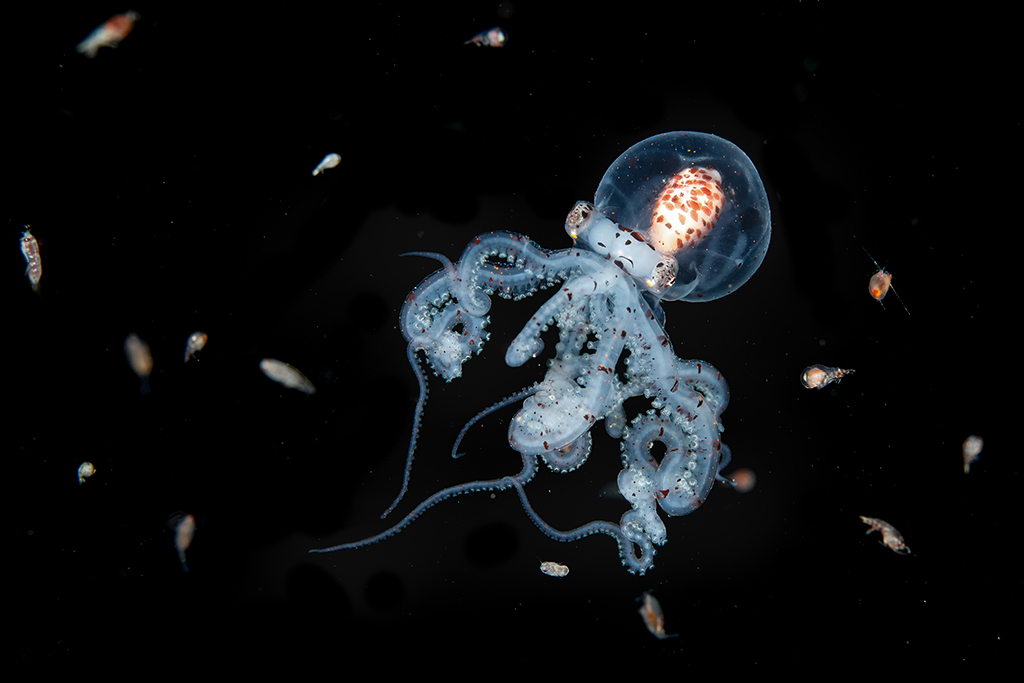 close up photo if a tiny sea creature against black background underwater
