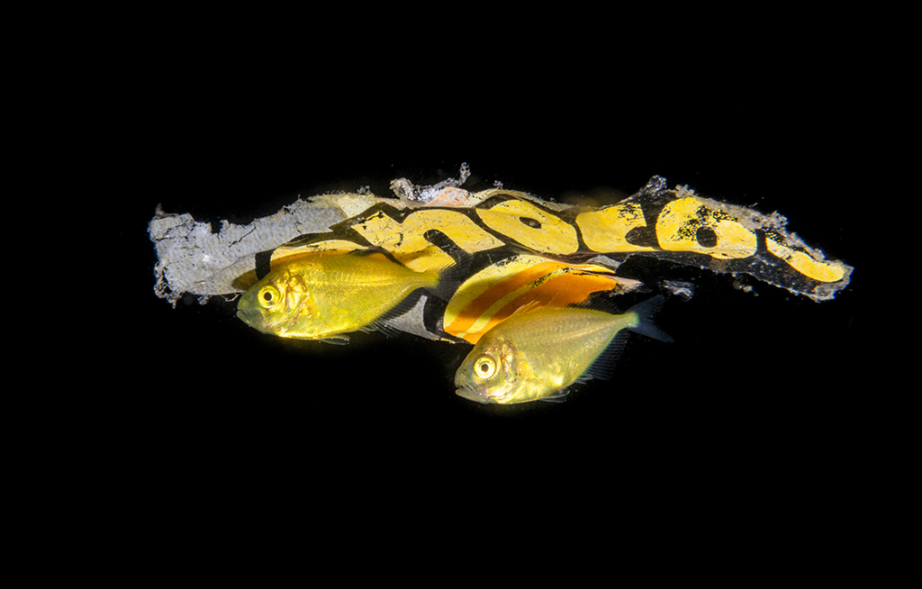 close up photo if a tiny sea creature against black background underwater