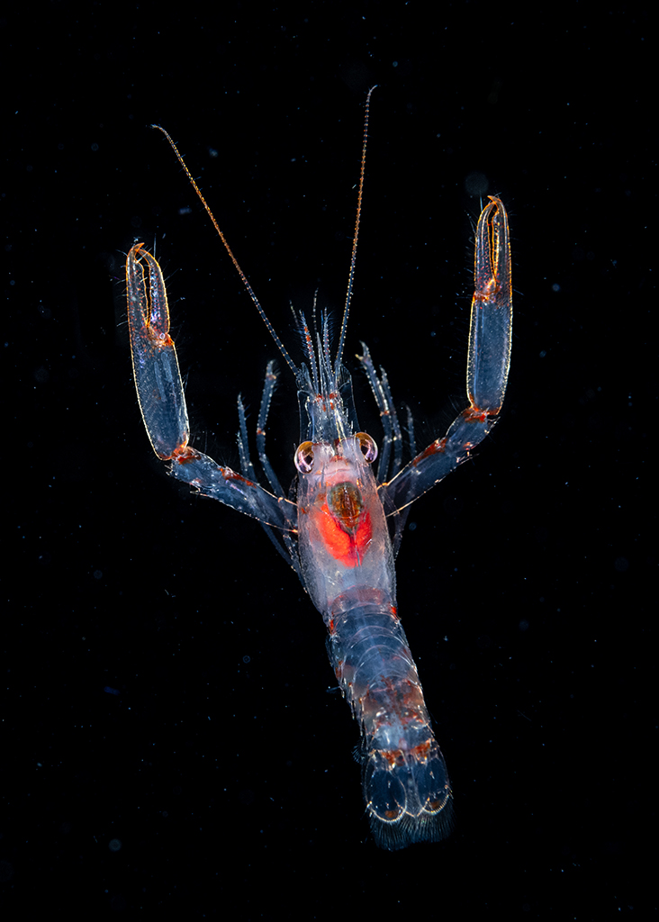 close up photo if a tiny sea creature against black background underwater