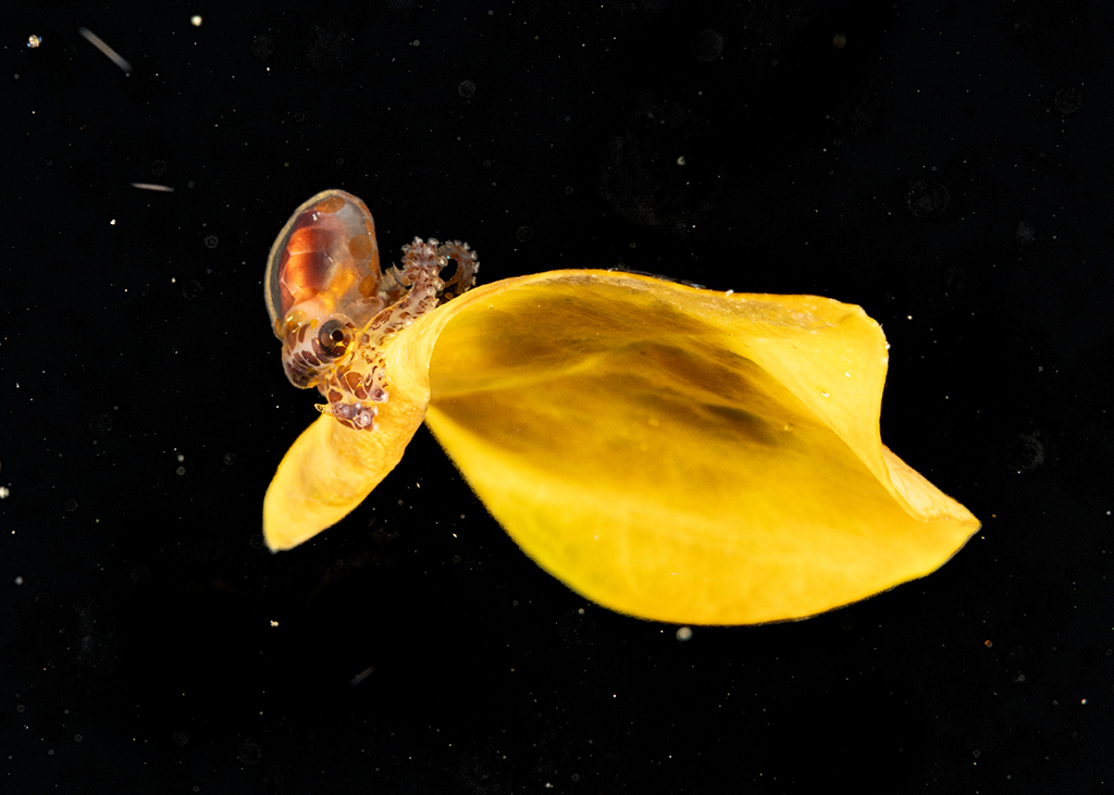 close up photo if a tiny sea creature against black background underwater