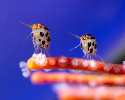 two ladybugs of the sea in same position underwater