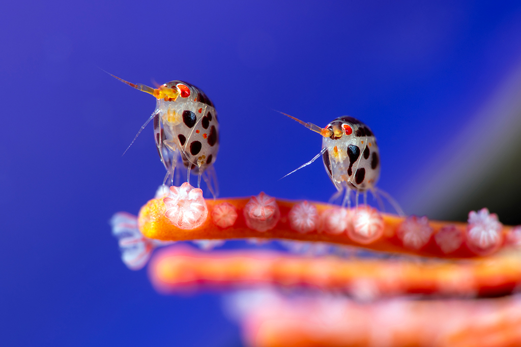 two ladybugs of the sea in same position underwater