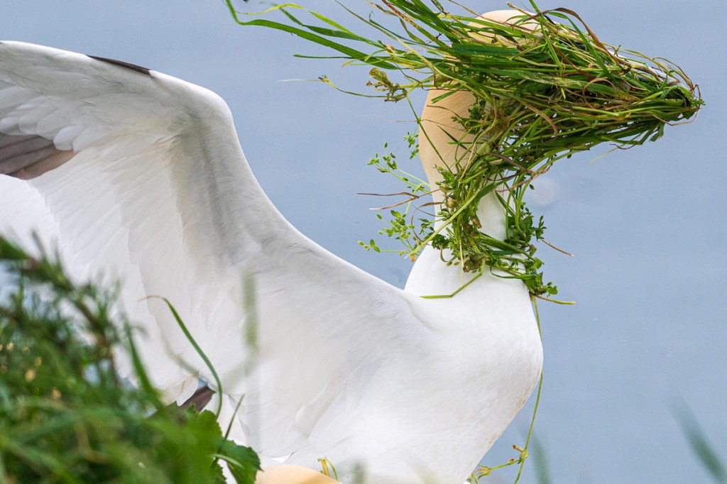 Alison Tuck - Now which direction is my nest? / The Comedy Wildlife Photography Awards 2025