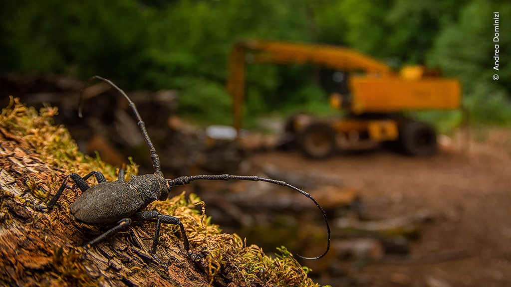 longhorn beetle on wood shavings