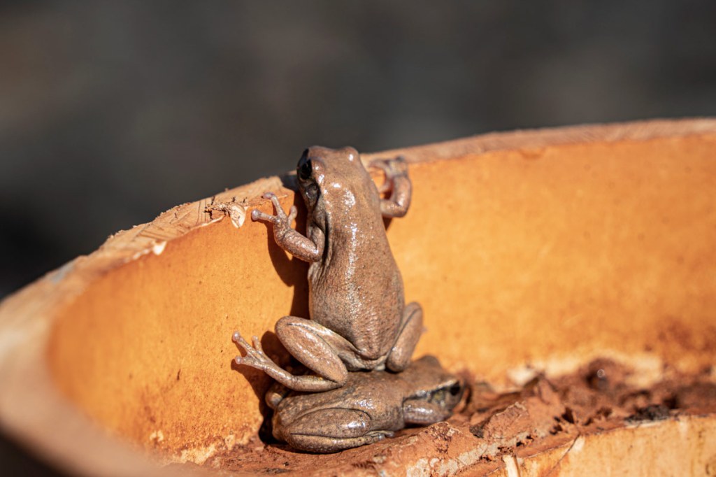 Andrew Mortimer -If I have seen further/ The Comedy Wildlife Photography Awards 2025

