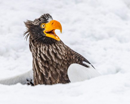 Annette Kirby - Go away / The Comedy Wildlife Photography Awards 2025