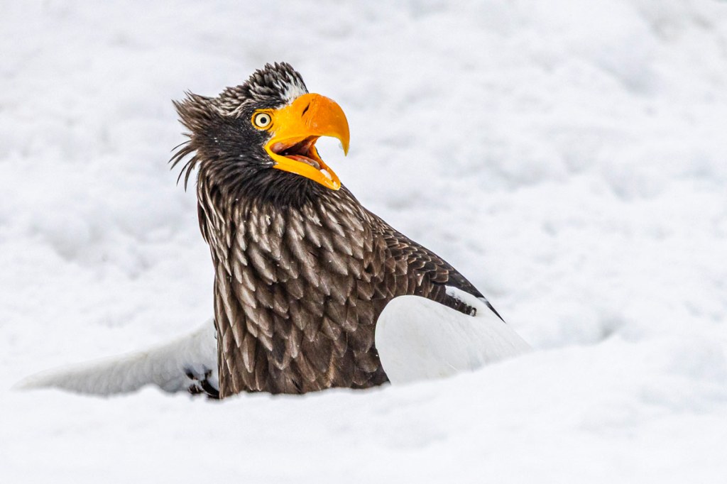Annette Kirby - Go away / The Comedy Wildlife Photography Awards 2025