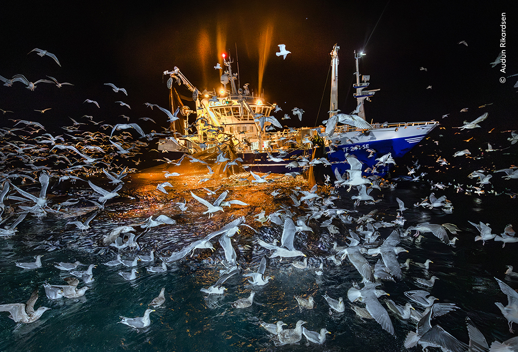 chaotic scene of gulls attempting to catch fish trapped by nets around an Atlantic fishing vessel in northern Norway.