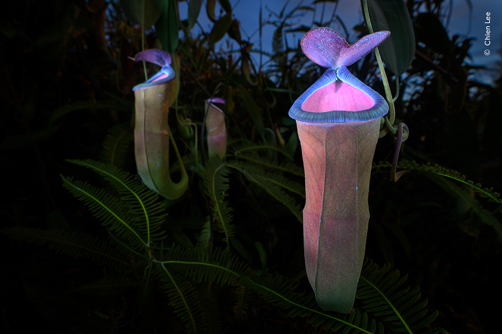 carnivorous pitcher plants reflecting uv light