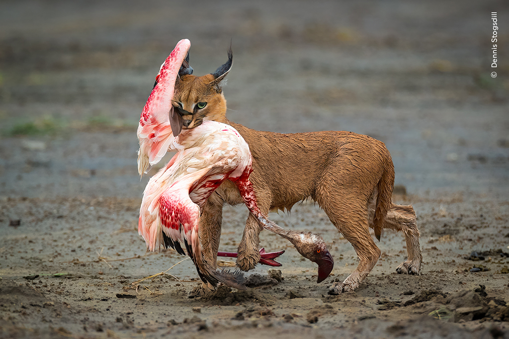 caracal cat with flamingo in its mouth