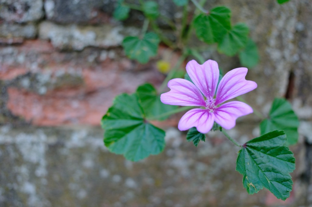 Fujifilm XF 23mm F2.8 R WR sample image. 