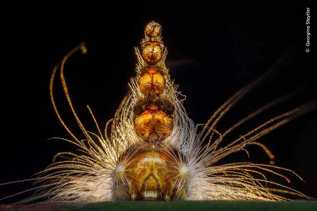 gum-leaf skeletoniser caterpillar